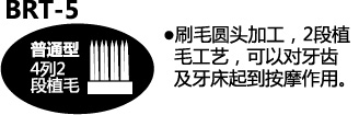 BRT-5 刷毛圆头加工，2段植毛工艺，可以对牙齿及牙床起到按摩作用。